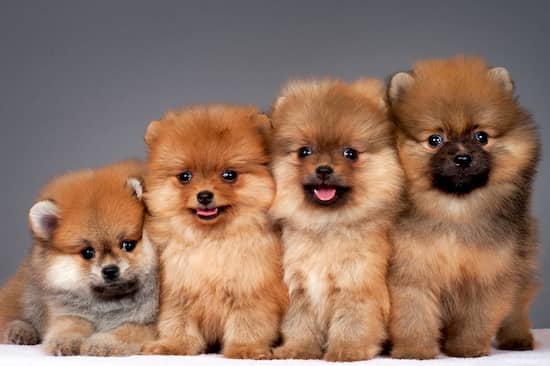 4 Lulu Pomeranian Welpen