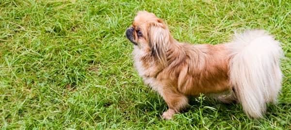 Chinesische Hunderasse Pekingese