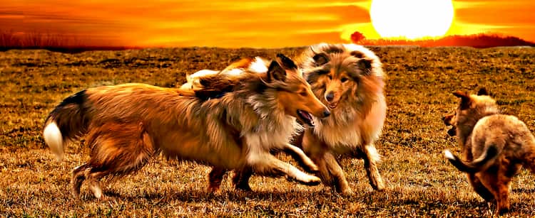 Drei koreanische Hunde laufen im Busch