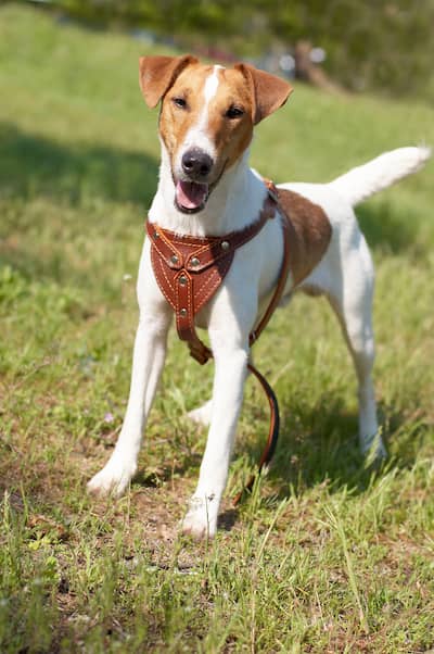 Foxterrier in China 