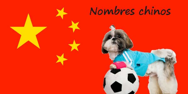 die besten chinesischen Namen für Hunde