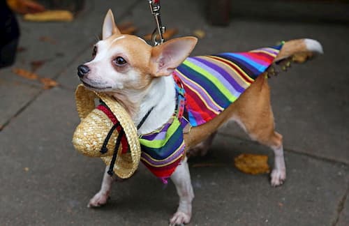 kleiner Hund in Mexiko 