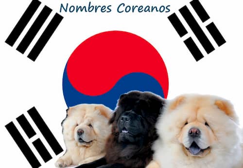 koreanische Namen für Hunde
