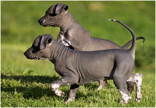 mexikanischer haarloser Hund