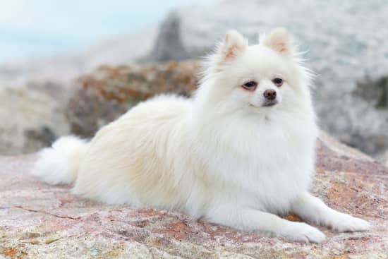 weißer pommerscher Lulu-Hund