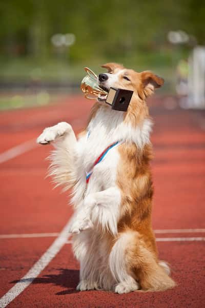 weißer und brauner border collie