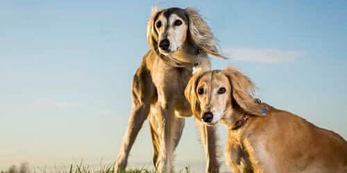 ägyptischer saluki Hund 