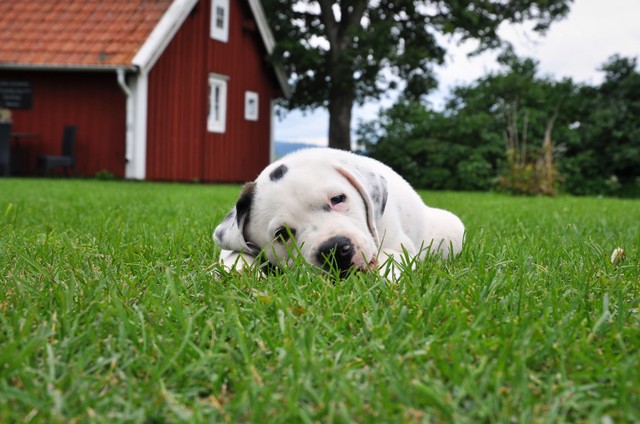 Puppy resting in the grass