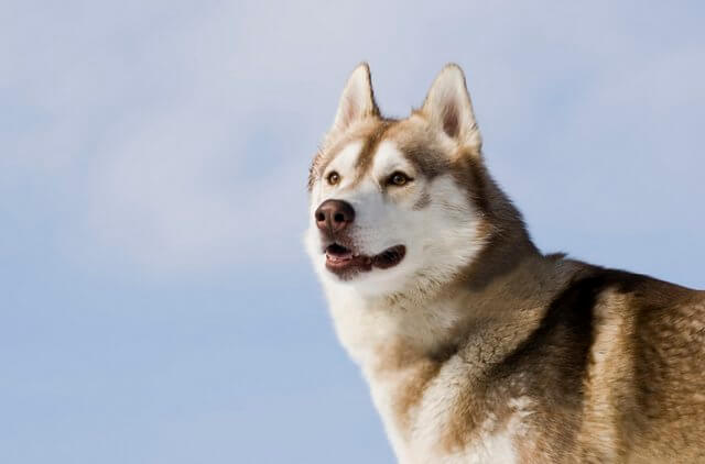 Sibirischer Husky namens Apollo