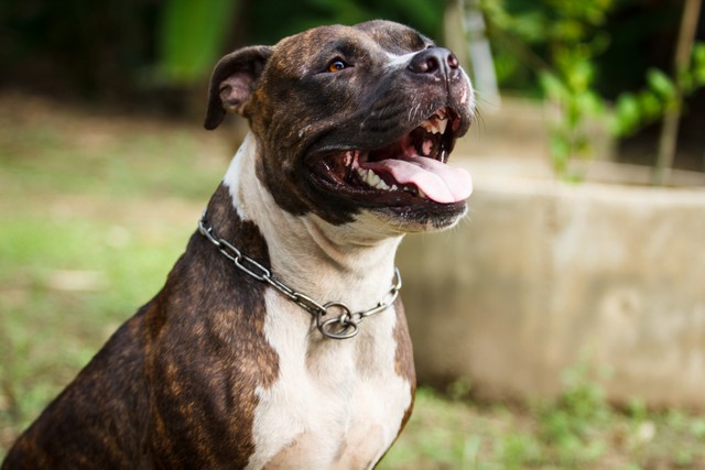 Face of Pitbull dog