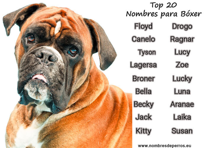 beste Namen für Boxerhunde