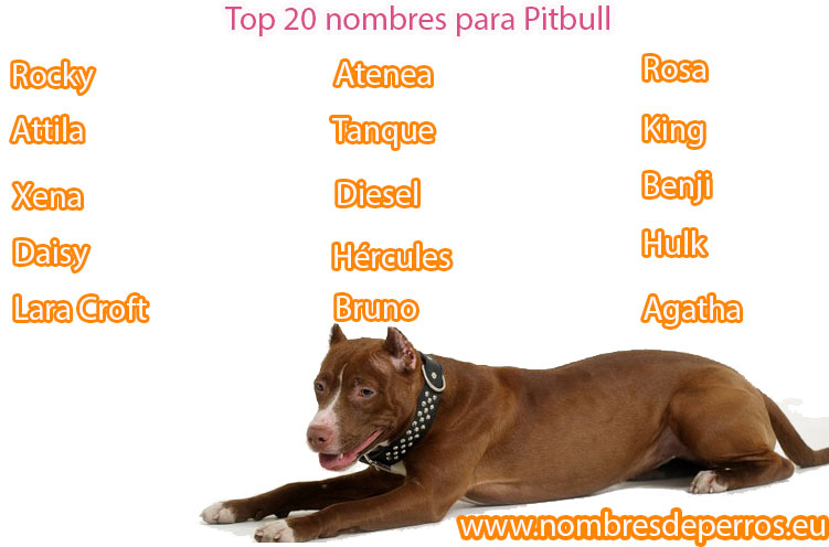 beste Namen für Pitbull-Hunde