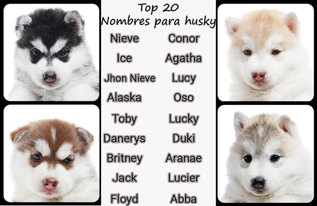 beste namen für husky