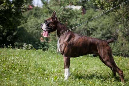 gestreifter Boxer