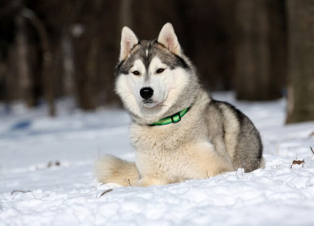 heisere Frau, die im Schnee liegt