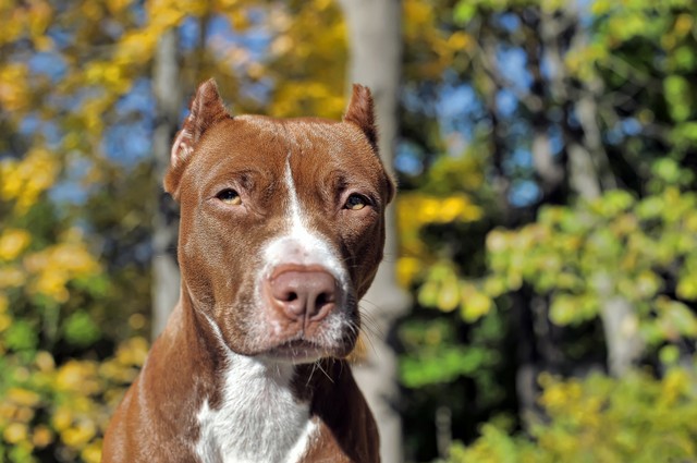 weißer und brauner Pitbull