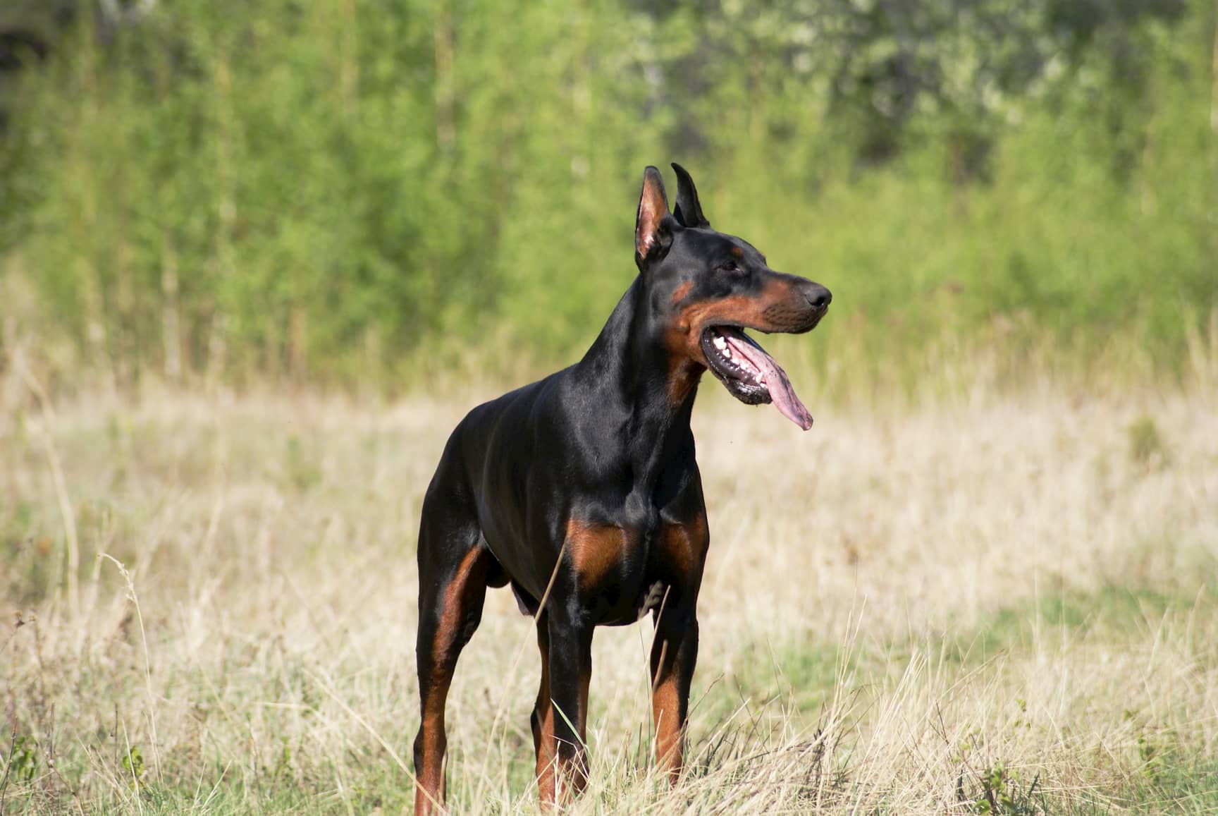 2 Jahre alter Dobermannhund 