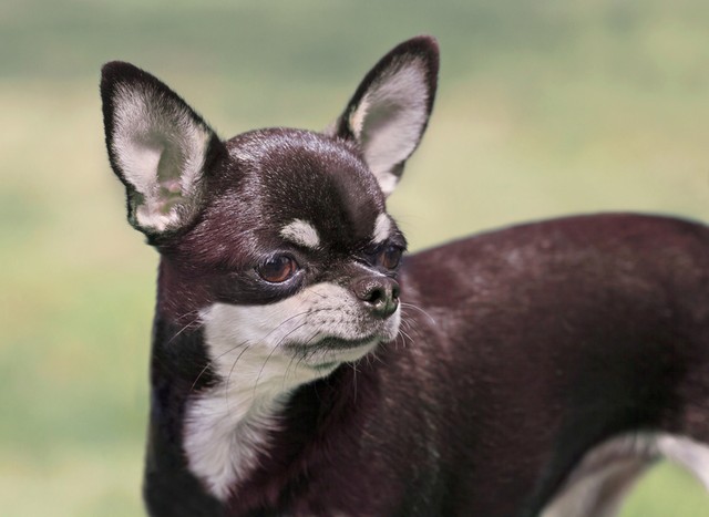 Chihuahua-erwachsener-Hund