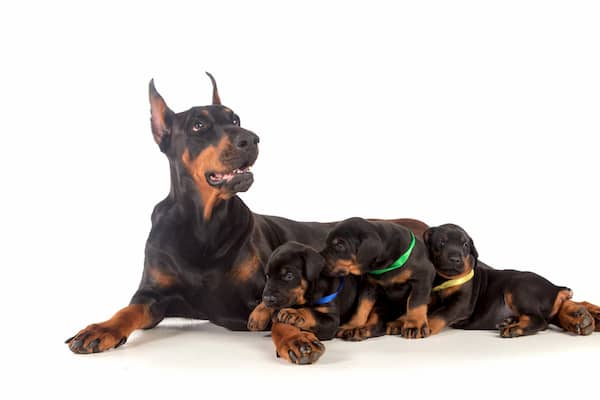 Dobermann und ihre Welpen