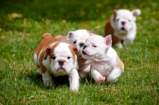 Namen für Bulldoggenwelpen