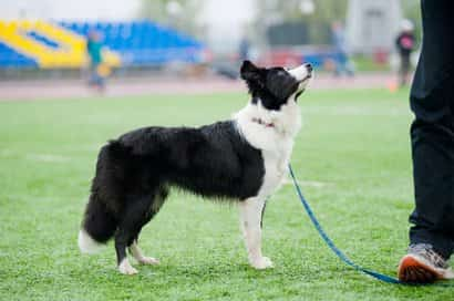 Schwarz-Weiß-Border-Collie