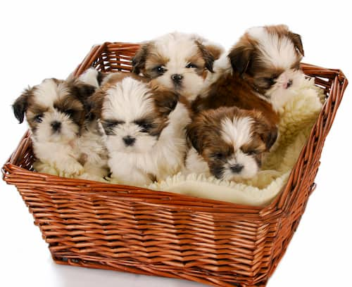 Shih Tzu Hunde