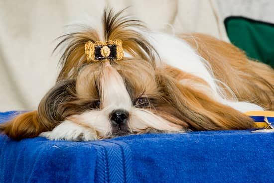 Shih Tzu Männchen mit langen dreifarbigen Haaren