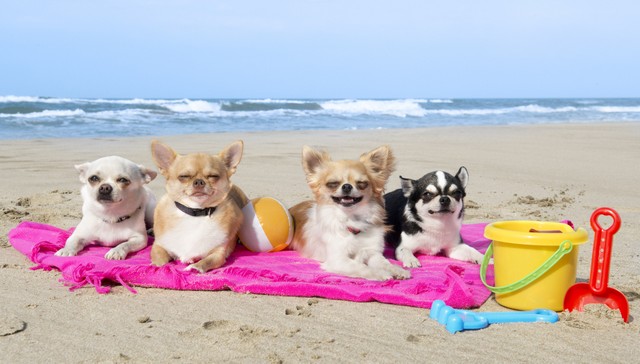 chihuahuas on the beach