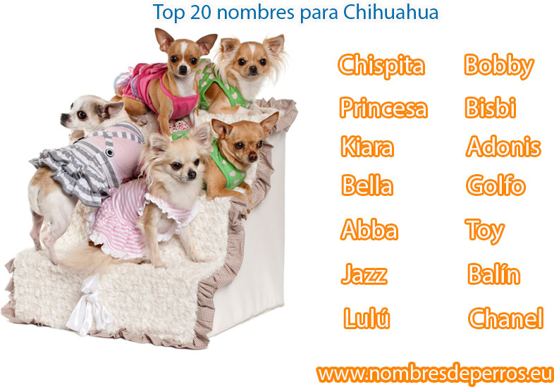 beste Namen für Chihuahua-Hunde