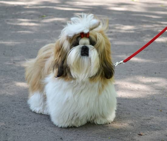 beste Namen für Shih Tzu Hunde