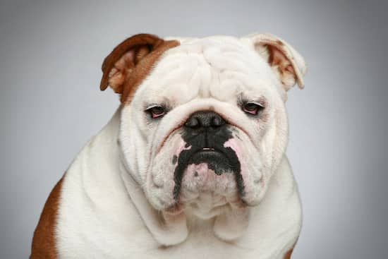 erwachsene Hunderasse Bulldogge