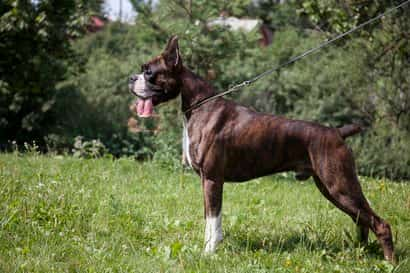 schwarzer Pitbull aufgeschlagen