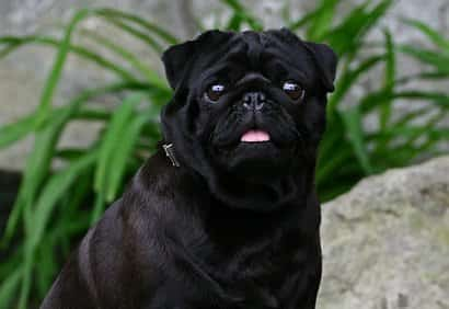 schwarzer pug Hund