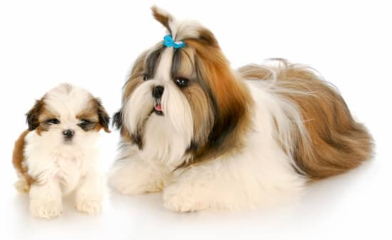 weiblich mit ihrem shih tzu welpen