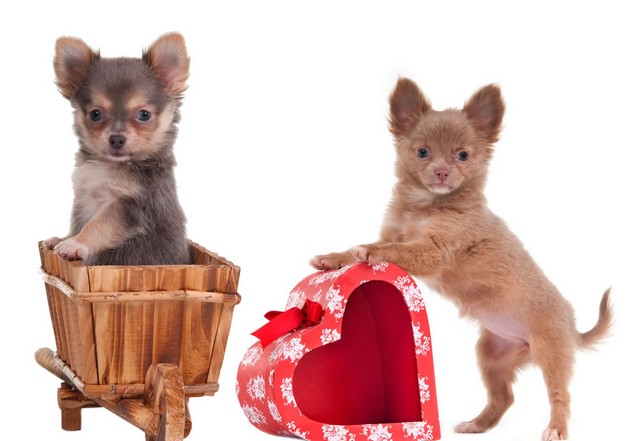 zwei Welpen der Chihuahua-Rasse