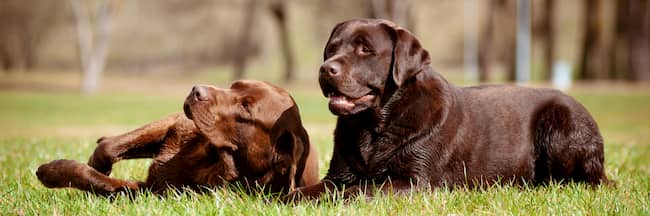 Zwei braune Labrador Retriever Hunde
