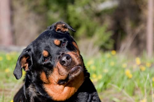 Namen für Rottweiler-Hunde