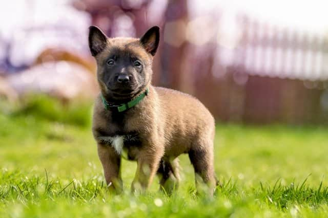 Namen für belgische Schäferhundwelpen 