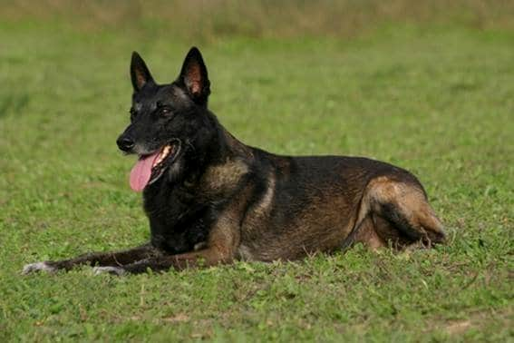 Namen für schwarze belgische Hirtenfrau