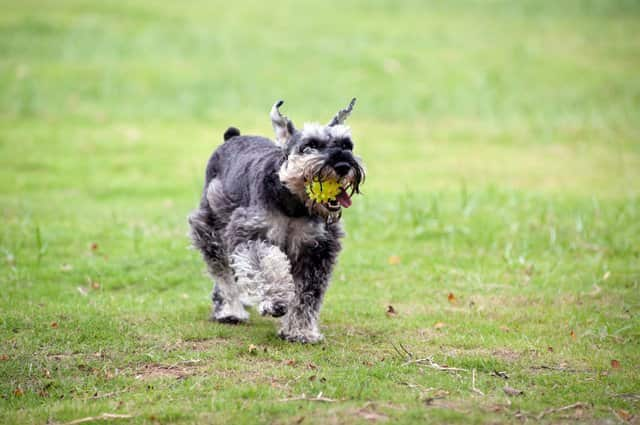 Schnauzer männlich