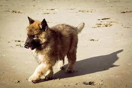 Welpe mit zwei Monaten belgischem Schäferhund