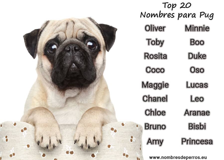 die besten Namen für Mops