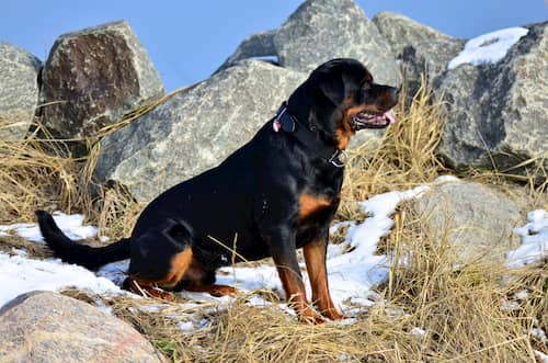 männlicher Rottweiler im Schnee