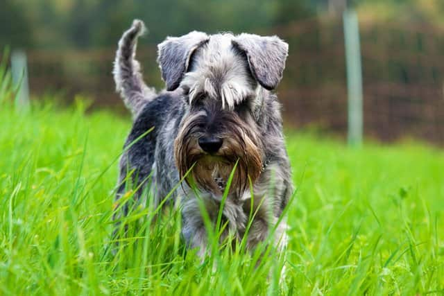 weiblicher Schnauzer