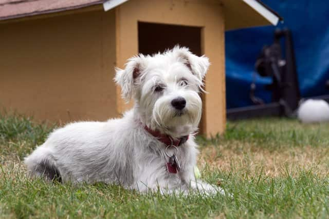 weißer Schnauzer im Garten liegend