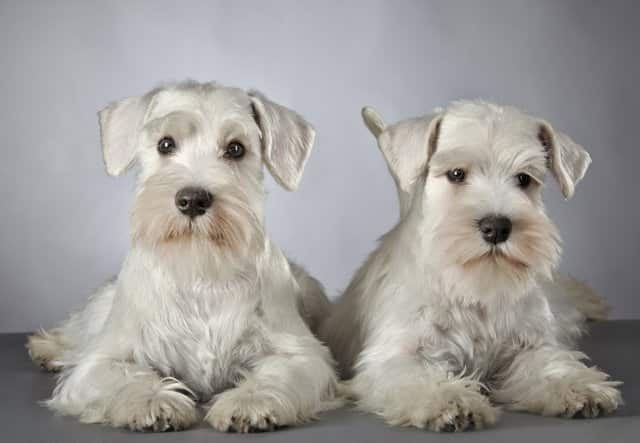 zwei männliche und weibliche Schnauzerhunde