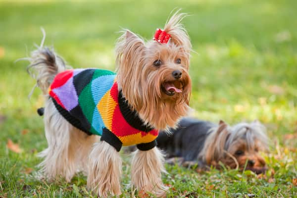 Yorkshire Terrier weiblich mit einem Mantel