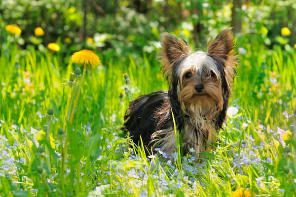 beste Namen für Yorkshire Terrier