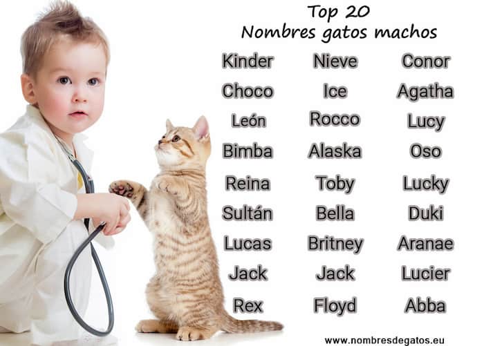 die besten Namen für männliche Katzen