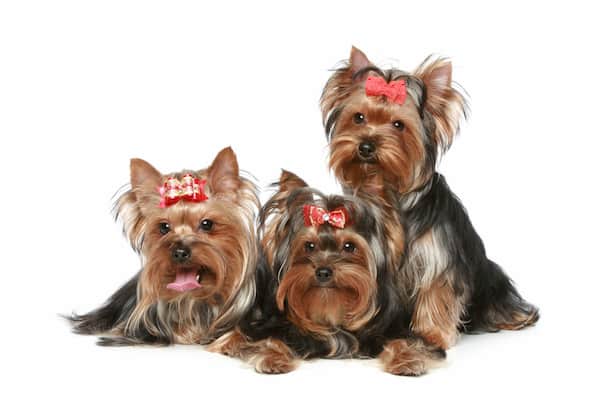 drei Yorkshire Terrier Hunde